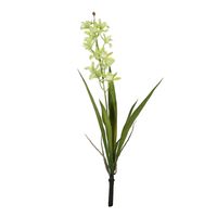 Botanica - Mini Cymbidium Plant - Green - 45cm
