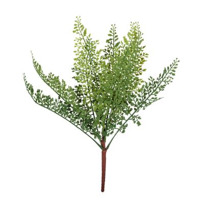 Essential Dainty Fern