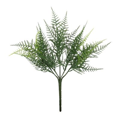 Exterior Junglist Asparagus Bush U.V - 34cm
