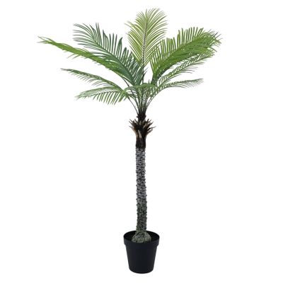 Botanica Phoenix Tree in pot x13 - 180cm 