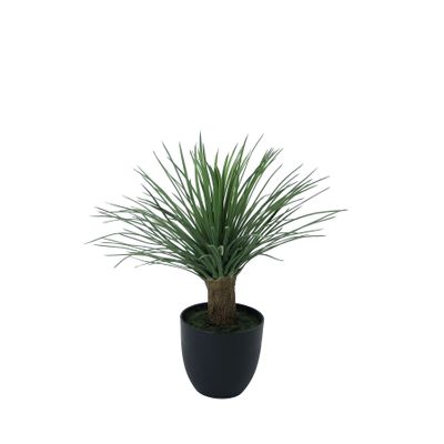 Botanica Hedgehog Grass in pot - 53cm 
