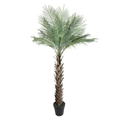 Botanica Phoenix Tree in pot x19 - 180cm 