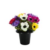 Essential Anemone Remembrance Pot - Mixed Colours