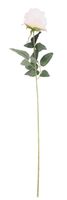 Essential - Arundel Rose - Cream
