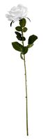 Essential - Arundel Open Rose - White
