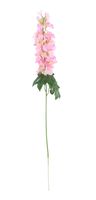 Essential - Arundel Garden Delphinium Pink