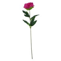 Essential - Arundel Garden Peony - Cerise