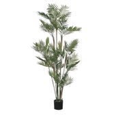 Parlour Palm Potted - Green  5Ft