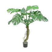 Split  Trunk Philo Tree Potted -15 Lvs  - 4Ft 5