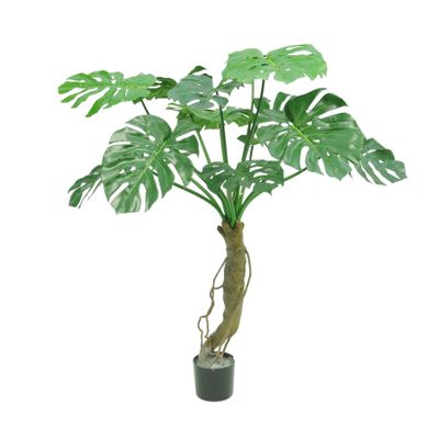 Split  Trunk Philo Tree Potted -15 Lvs  - 4Ft 5