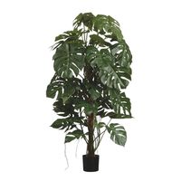 Split Philo Tree Potted  - Green - 5Ft