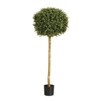 Boxwood Ball Tree  Potted - 2952Lvs - Green - 6Ft
