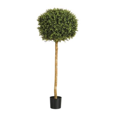Boxwood Ball Tree  Potted - 2952Lvs - Green - 6Ft