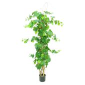 Grape Ivy Plant Potted - 296 Lvs 7 Cluster Of Fruits - Green - 5Ft
