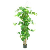 Grape Ivy Plant Potted - 296 Lvs 7 Cluster Of Fruits - Green - 5Ft