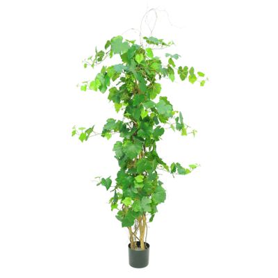 Grape Ivy Plant Potted - 296 Lvs 7 Cluster Of Fruits - Green - 5Ft