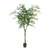 Bougainvillea Tree Potted - 1836 Lvs 288 Flowers - 5Ft