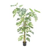 Split Philo Plant Potted - 44 Lvs  - Green - 5Ft