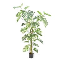 Split Philo Plant Potted - 44 Lvs  - Green - 5Ft