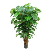 Split Philo Plant Potted - 196Lvs - 7Ft