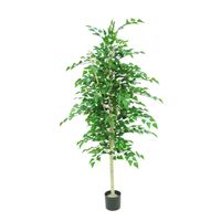 Silver Birch Tree Potted - 1260 Lvs White Skin Trunk - 5Ft