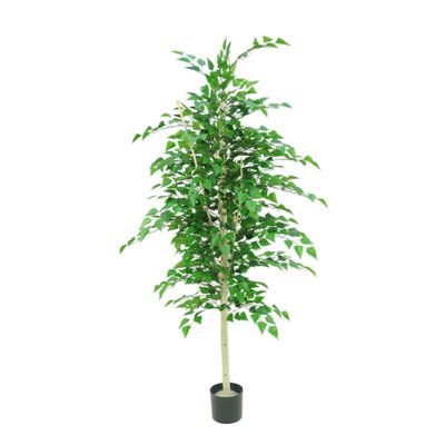 Silver Birch Tree Potted - 1260 Lvs White Skin Trunk - 5Ft