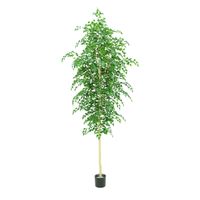 Silver Birch Tree Potted - 3500Lvs - Green - 10Ft