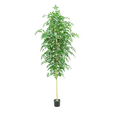 Silver Birch Tree Potted - 3500Lvs - Green - 10Ft