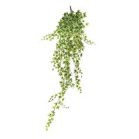 Ivy hanger - Variegated - 120cm - 515 Mini Lvs