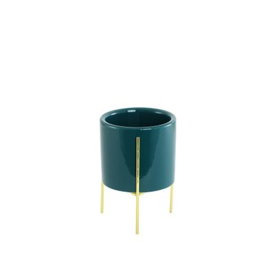 Succculant Strand Green 6cm
