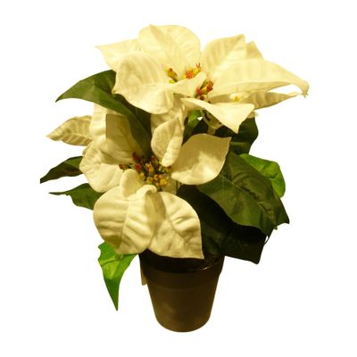 30cm Poinsettia Potted Cream