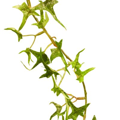 160cm Frosted Ivy Garland