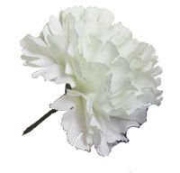 SF5001-white