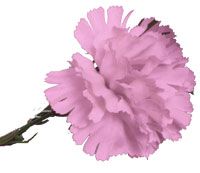 SF5005-pink