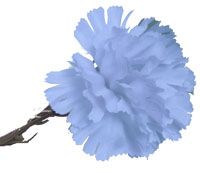 SF5009-Baby-Blue